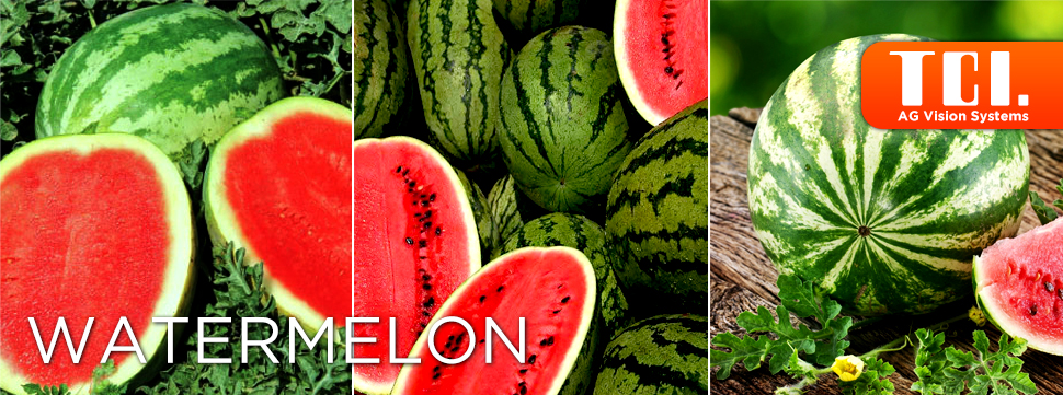 TCI_Watermelon
