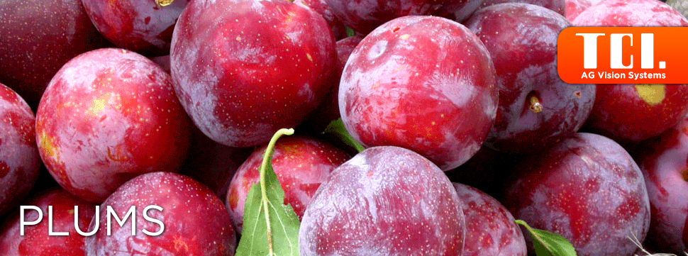 TCI-Plums